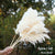 Bulrush Natural Dried Small Pampas Grass Phragmites Artificial Plants Wedding Flower Bunch for Home Decor Fake Flowers