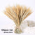 Bulrush Natural Dried Small Pampas Grass Phragmites Artificial Plants Wedding Flower Bunch for Home Decor Fake Flowers